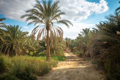 Dirt road amidst palm trees against sky