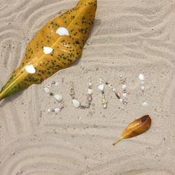 High angle view of shell on beach