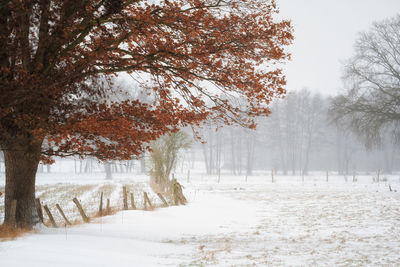 Trees on snow covered field during winter