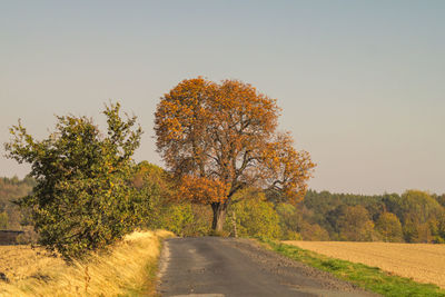 Road amidst trees against sky during autumn