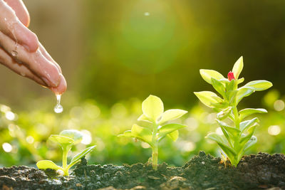 Close-up of hand holding plant