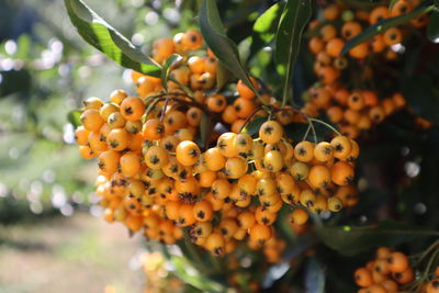 Close-up of orangeberries growing on a tree