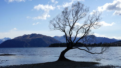 Bare tree by lake against sky