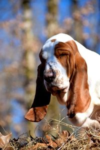 Close-up of dog on field