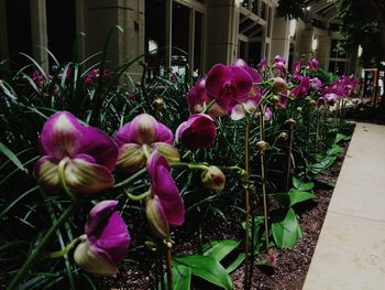 Close-up of purple flowers blooming outdoors