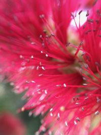 Macro shot of pink flower