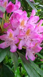 Close-up of pink flowers