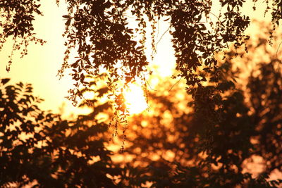 Close-up of sun during sunset