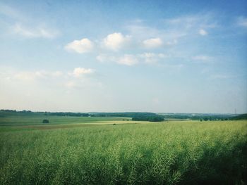 Scenic view of field against sky