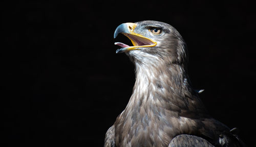 Close-up of a bird against black background