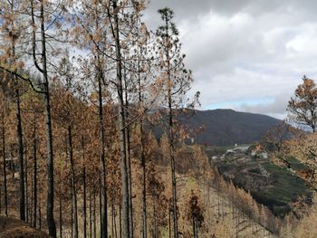 Panoramic view of trees and mountains against sky