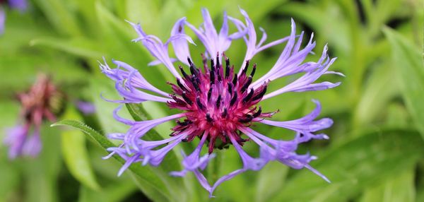 Close-up of purple flowering plant