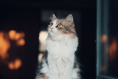 Gray fluffy cat on window . close up portrait