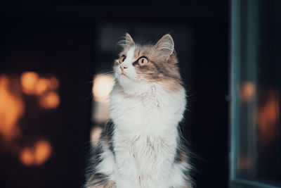 Close-up of a cat looking away at home