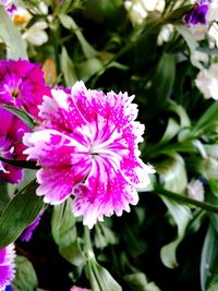 Close-up of pink flower