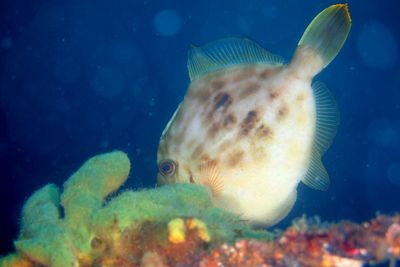 Close-up of fish swimming in sea