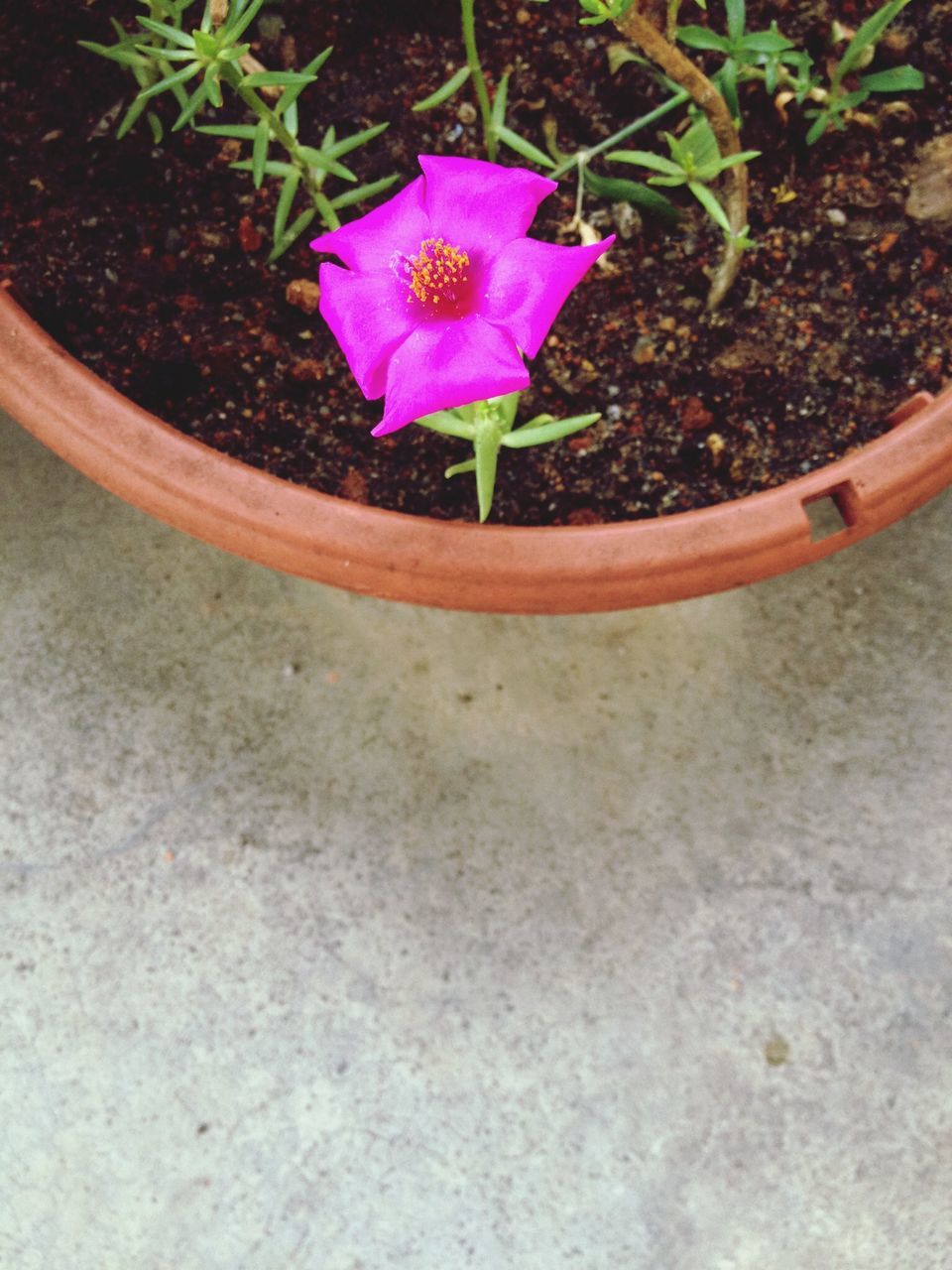 flower, petal, fragility, freshness, flower head, pink color, single flower, beauty in nature, growth, plant, nature, leaf, blooming, high angle view, stem, close-up, pink, purple, outdoors, in bloom