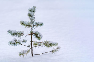 Close-up of tree on snow covered field against sky