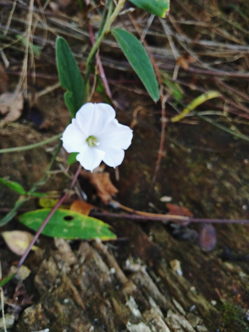 CLOSE-UP OF WHITE FLOWERING PLANT ON FIELD