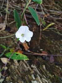 High angle view of flowering plant on field