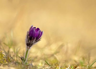 Close-up of flower blooming outdoors