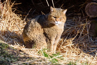 Cat sitting on grass