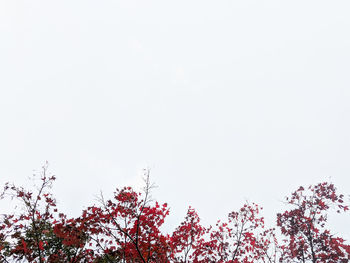 Low angle view of trees against clear sky