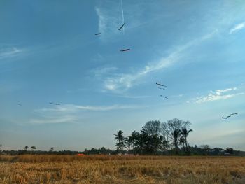 Birds flying over field against sky