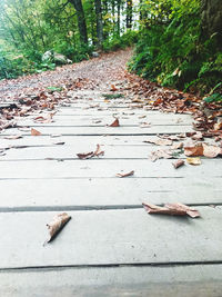 Surface level of dry leaves on road in forest