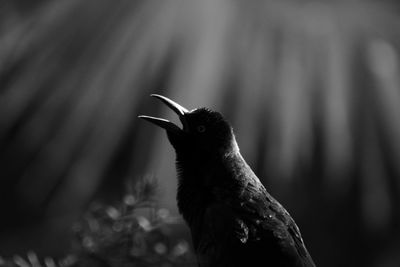 Close-up of bird perching