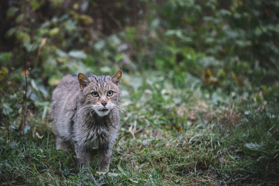 Portrait of cat