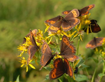 Close-up of butterfly pollinating on flower