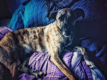 Close-up of dog resting on bed