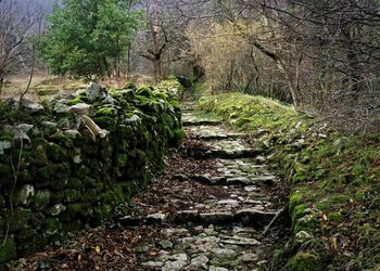 Footpath amidst rocks in forest