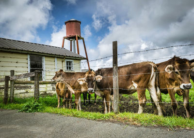 Cows standing in front of building under water tank