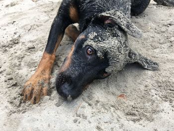 High angle view of dog lying down