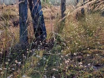 Plants growing on field by lake in forest