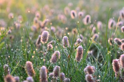 Close-up of flowers growing in field