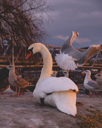 Seagull and swan