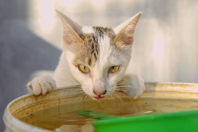 Close-up portrait of a cat drinking water