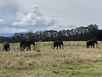 Horses grazing in a field