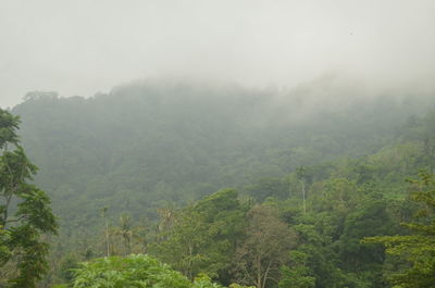 Scenic view of trees on foggy day