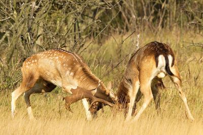 Side view of a deer fighting on grass