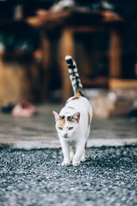 Cat on footpath
