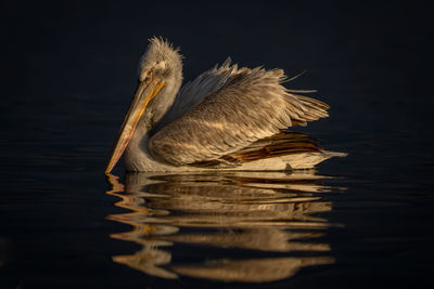 Close-up of pelican on lake