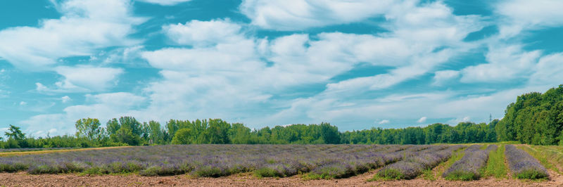 Panoramic shot of lavanddr field against sky