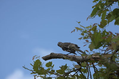 Low angle view of bird perching on tree against blue sky