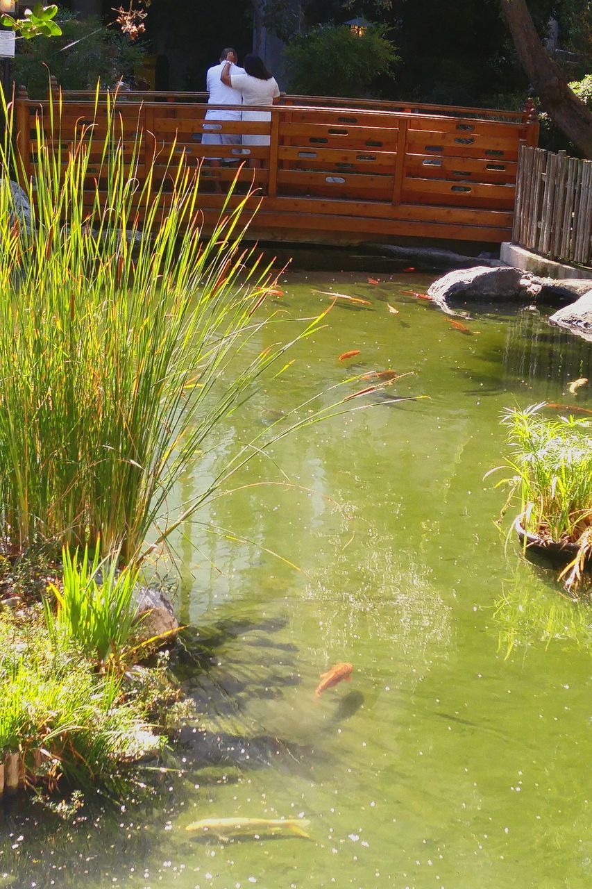 VIEW OF PLANTS IN WATER