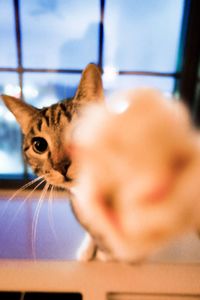Close-up portrait of a cat