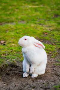 White rabbit sitting on field